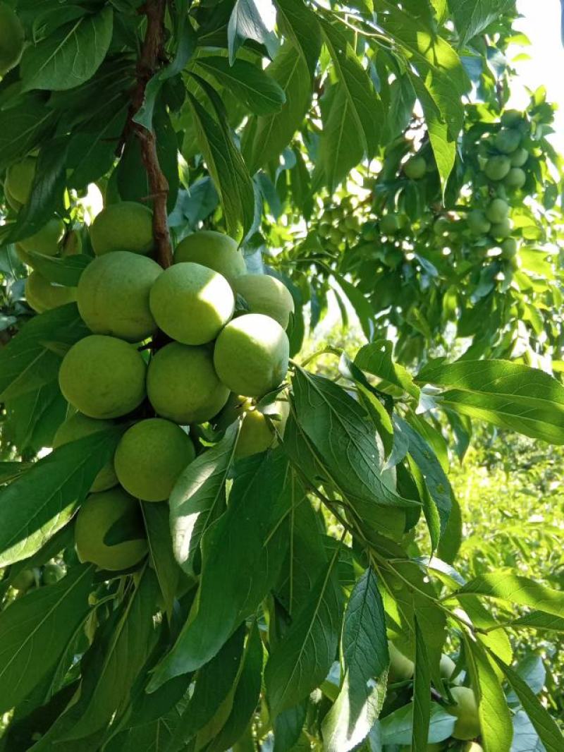 四川省茂县汶川的青脆李熟了，