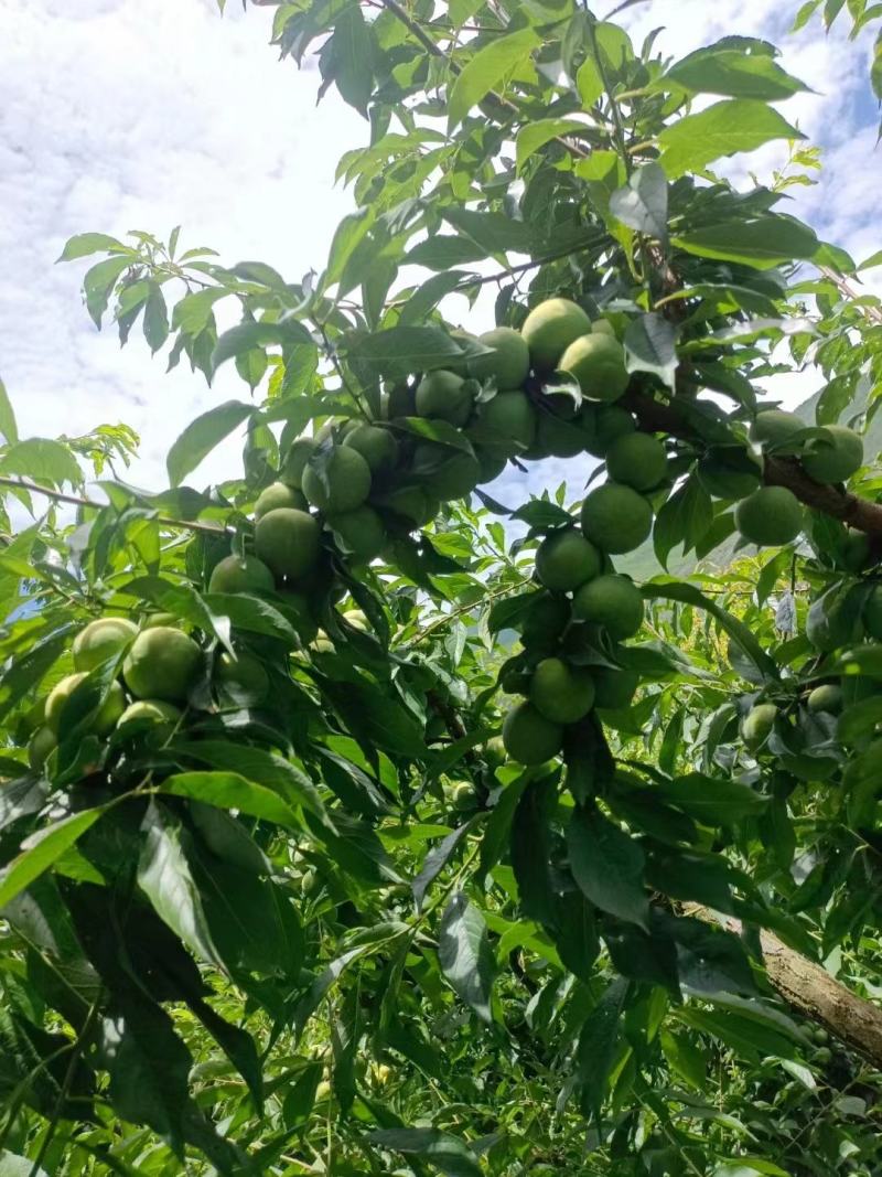 四川省茂县汶川的青脆李熟了，