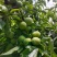 四川省茂县汶川的青脆李熟了，