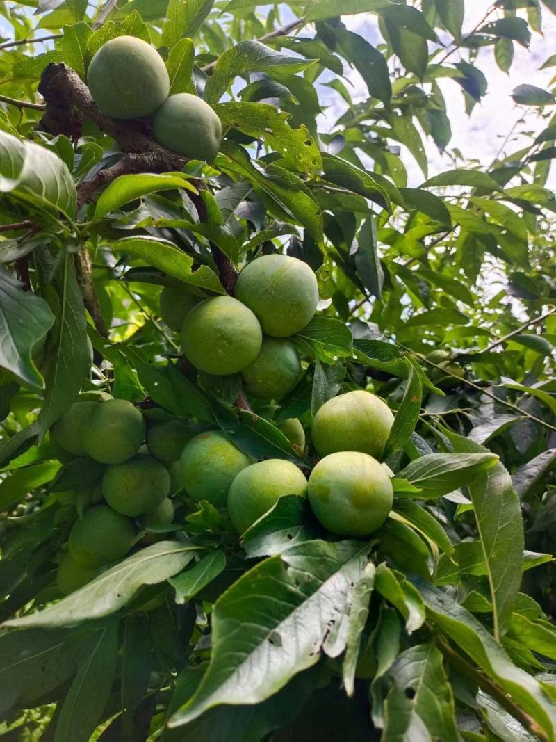 四川省茂县汶川的青脆李熟了，
