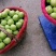 陕西蒲城早酥梨大量有货，口感脆甜水分足