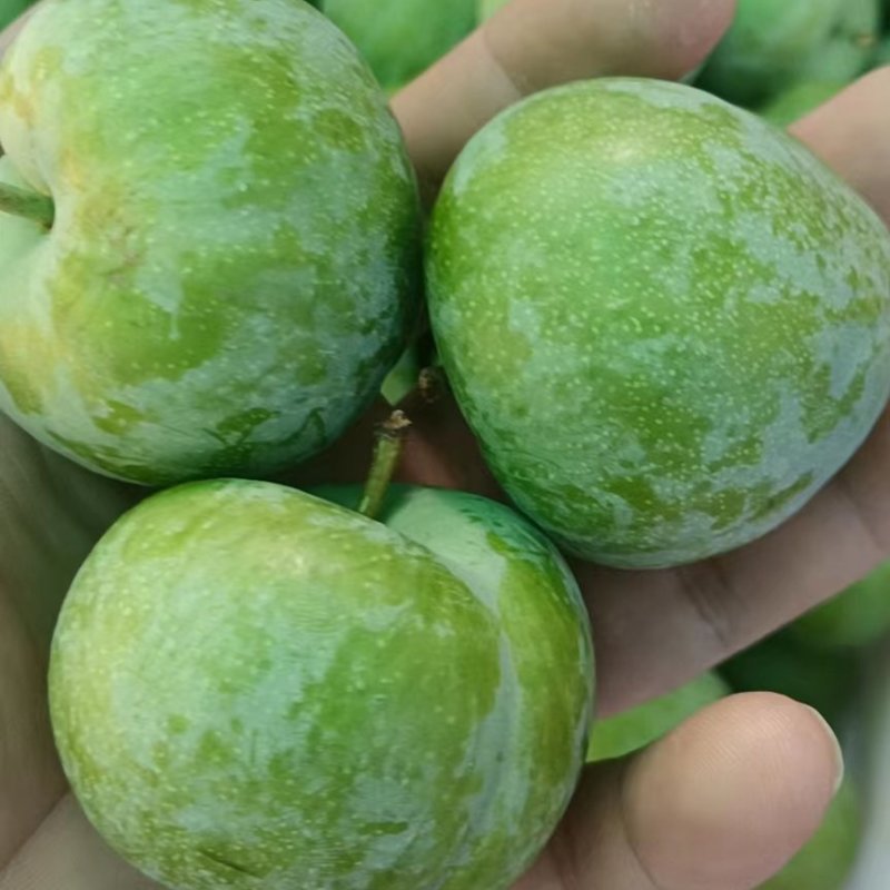 四川省茂县汶川的青脆李熟了，