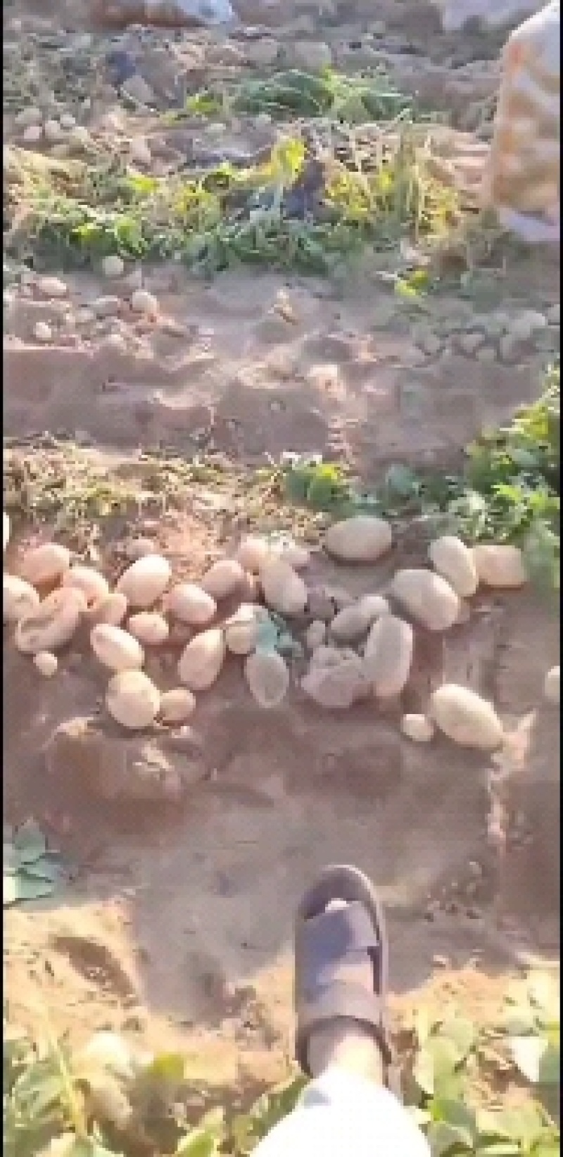 通许县希森六号土豆中薯5号土豆沃土土豆，V7土豆