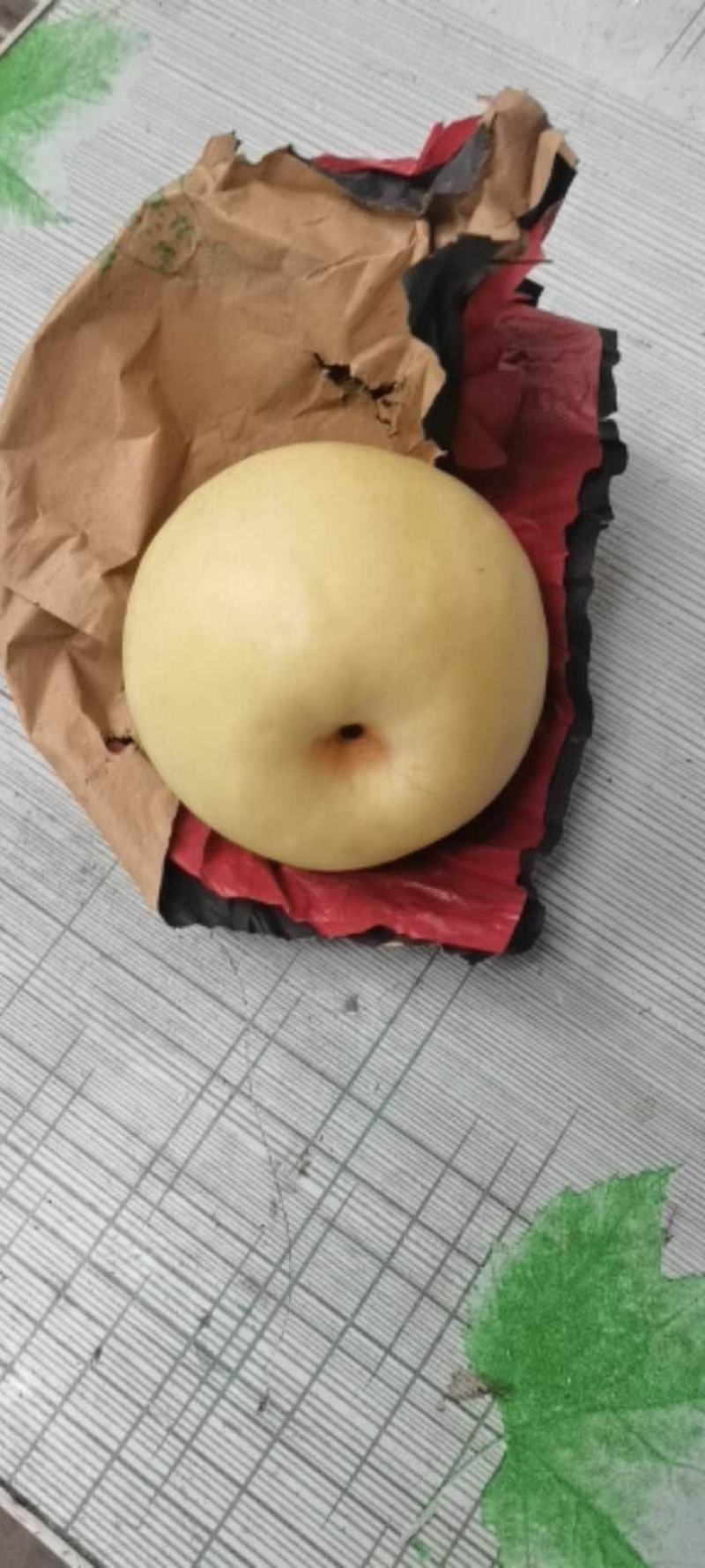 陕西蒲城皇冠梨