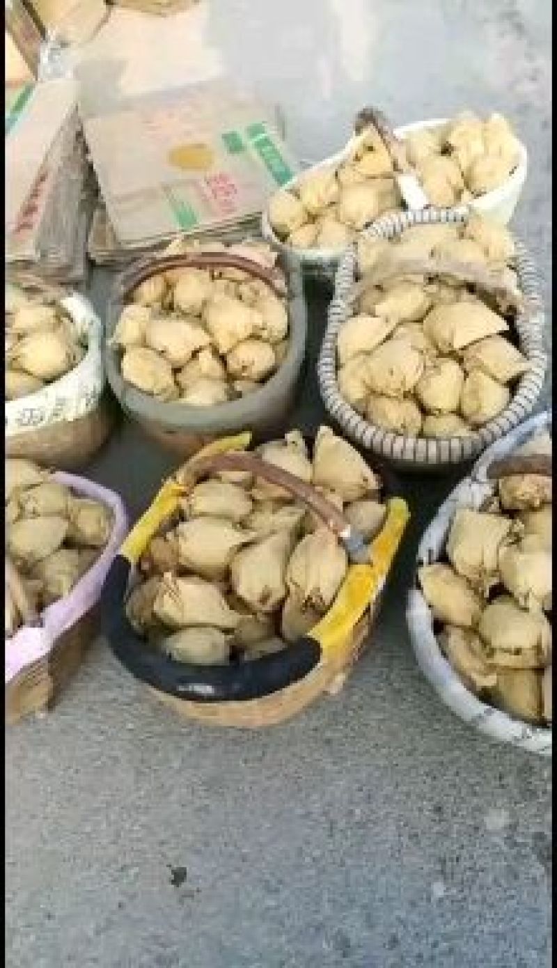 陕西蒲城皇冠梨