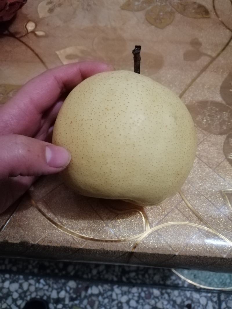 陕西蒲城皇冠梨