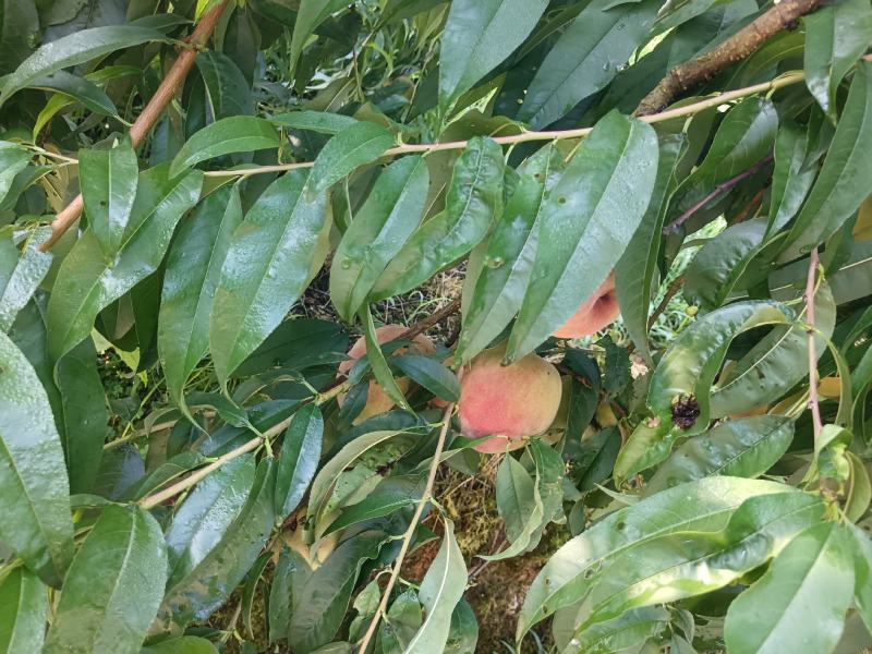 贵州瓮安苹果桃