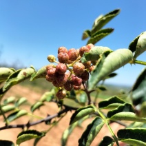 新鲜大红袍花椒上市