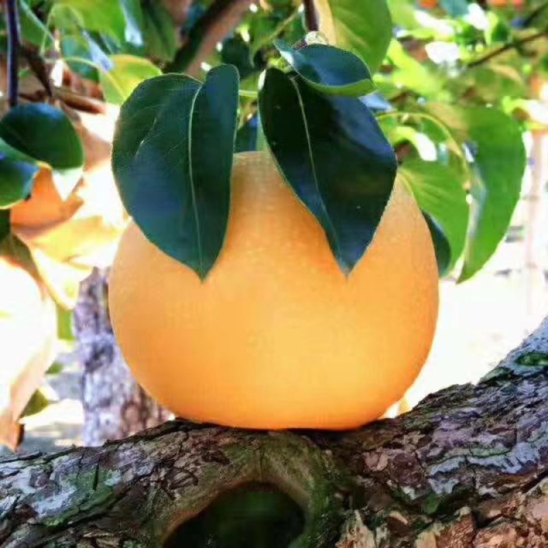 梨上市