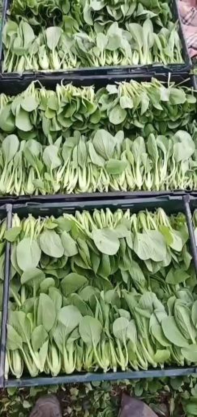 鸡毛菜杭白菜