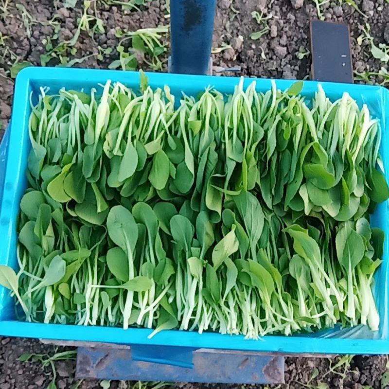 鸡毛菜杭白菜