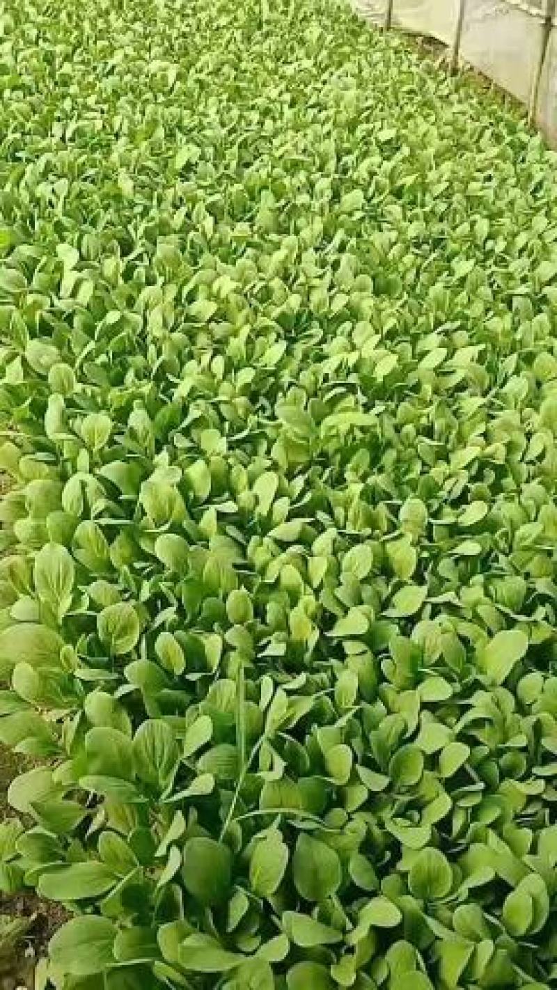鸡毛菜杭白菜