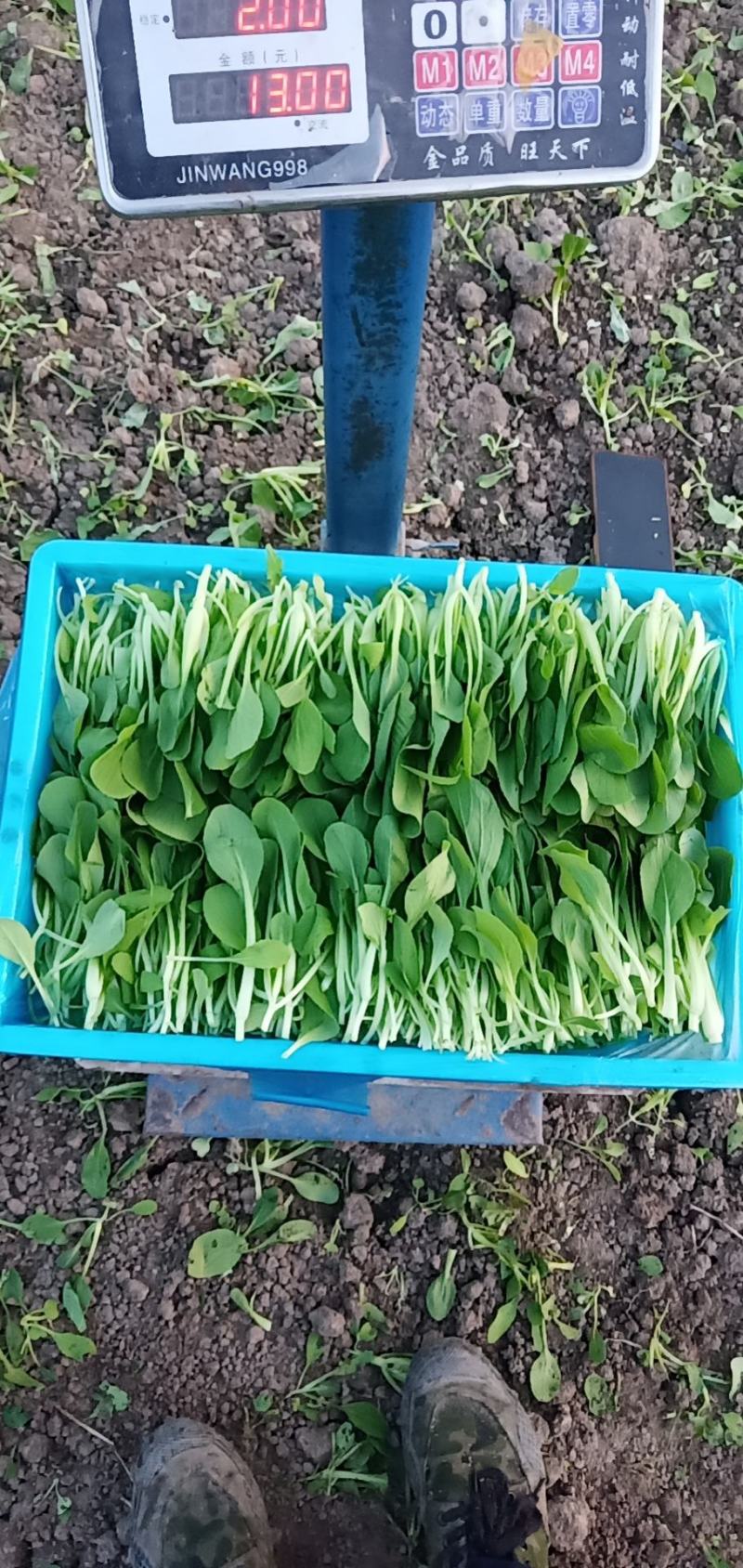 鸡毛菜杭白菜