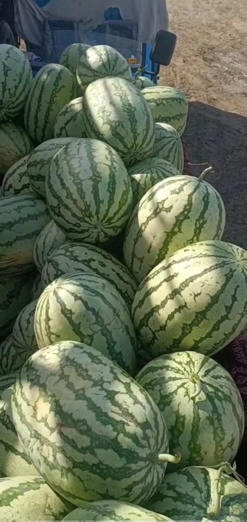 甘肃石头瓜大量供货，有想法的联系