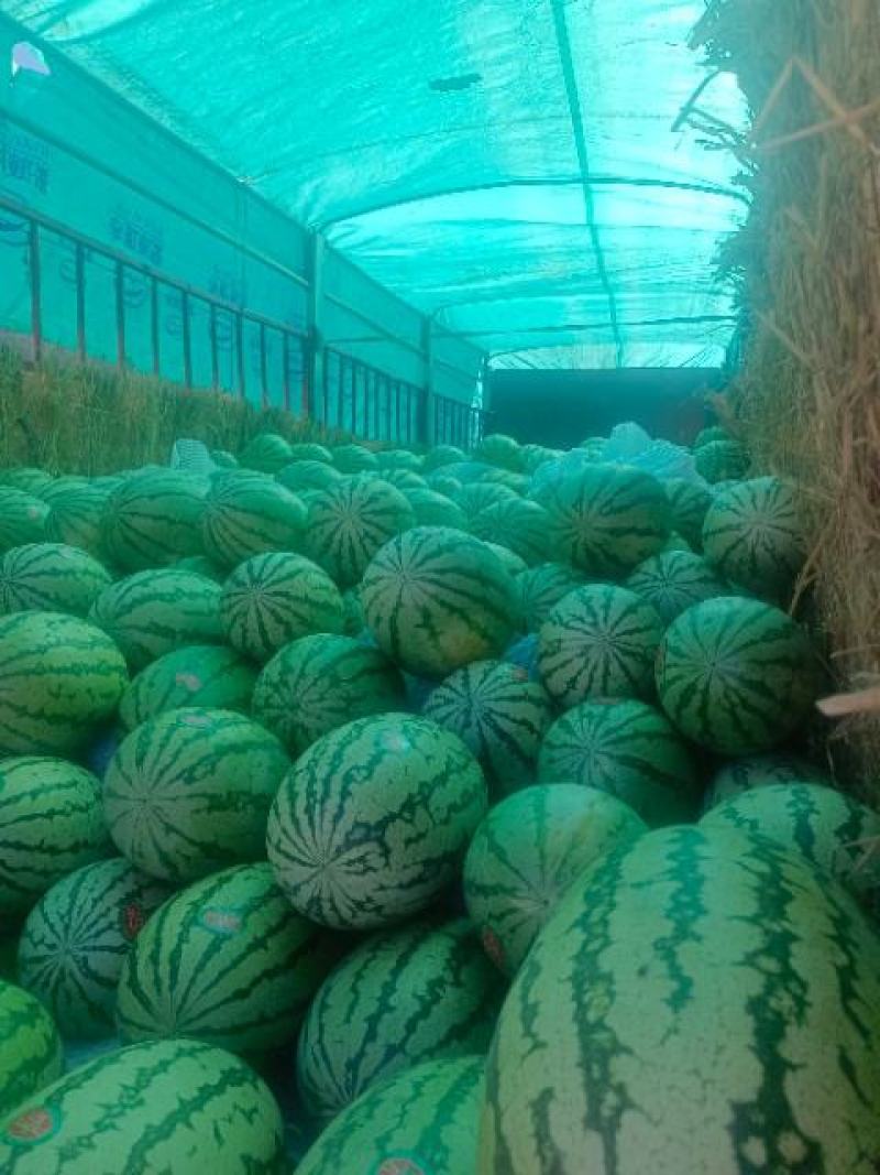 甘肃石头瓜大量供货，有想法的联系