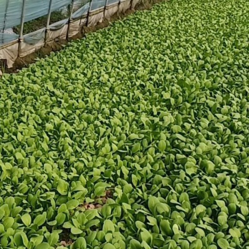鸡毛菜杭白菜