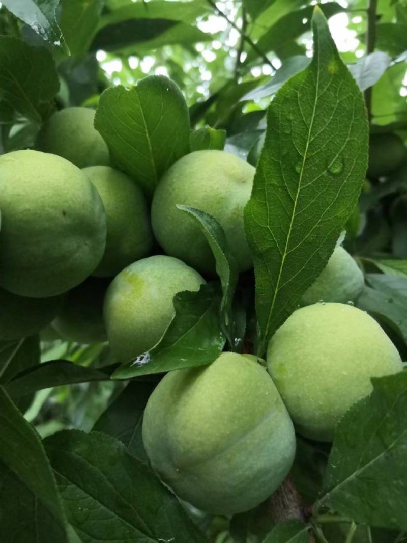 李子茂县汶川高品质