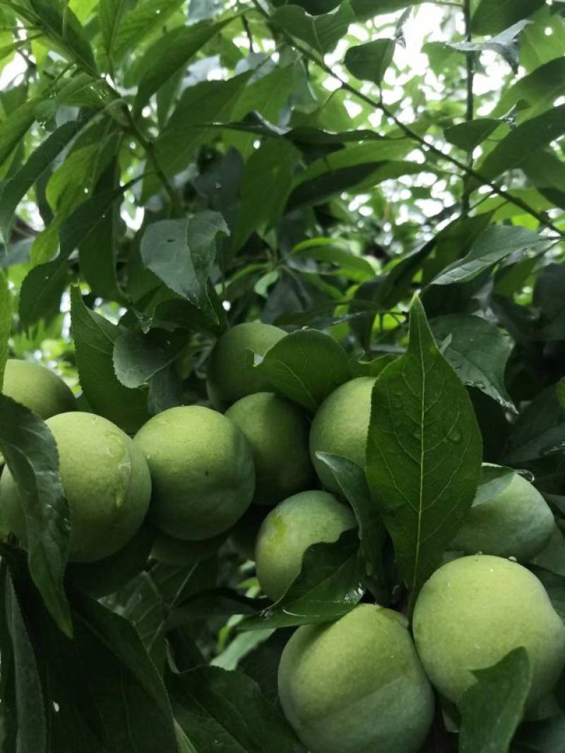 李子茂县汶川高品质