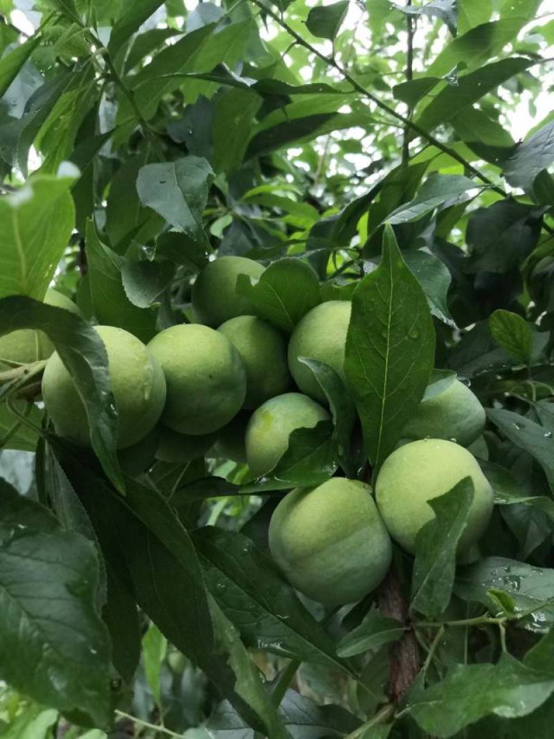 李子茂县汶川高品质