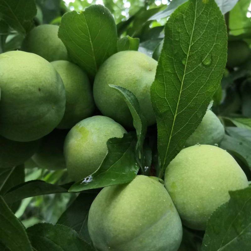 李子茂县汶川高品质