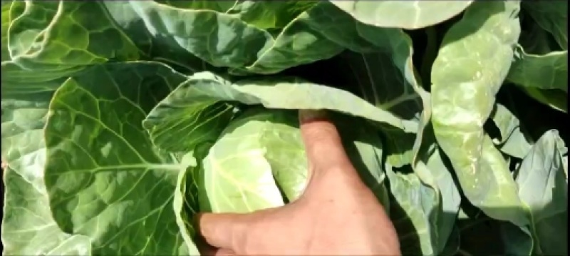 甘蓝张北甘蓝大量上市中！！