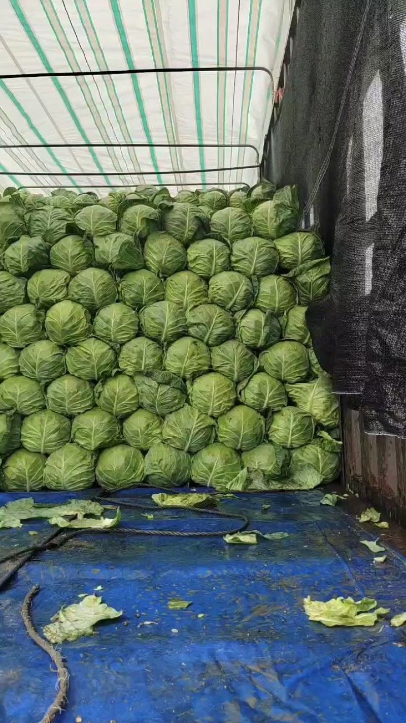 甘蓝张北甘蓝大量上市中！！