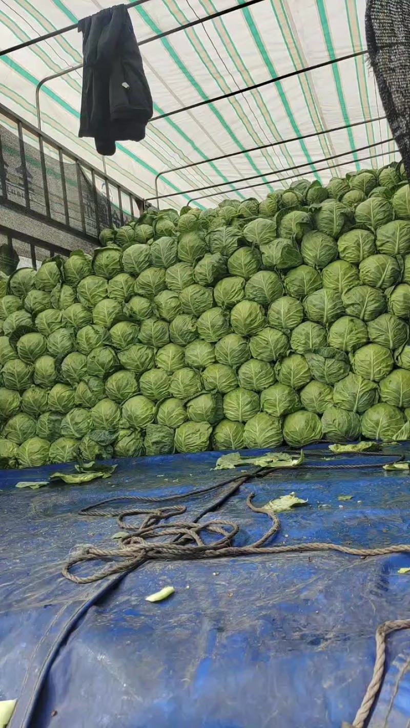 甘蓝张北甘蓝大量上市中！！