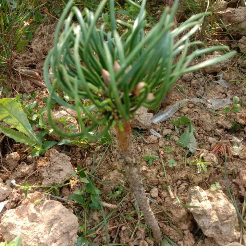 千寿丸小苗，一年嫁接，生长旺盛，黑松已处理