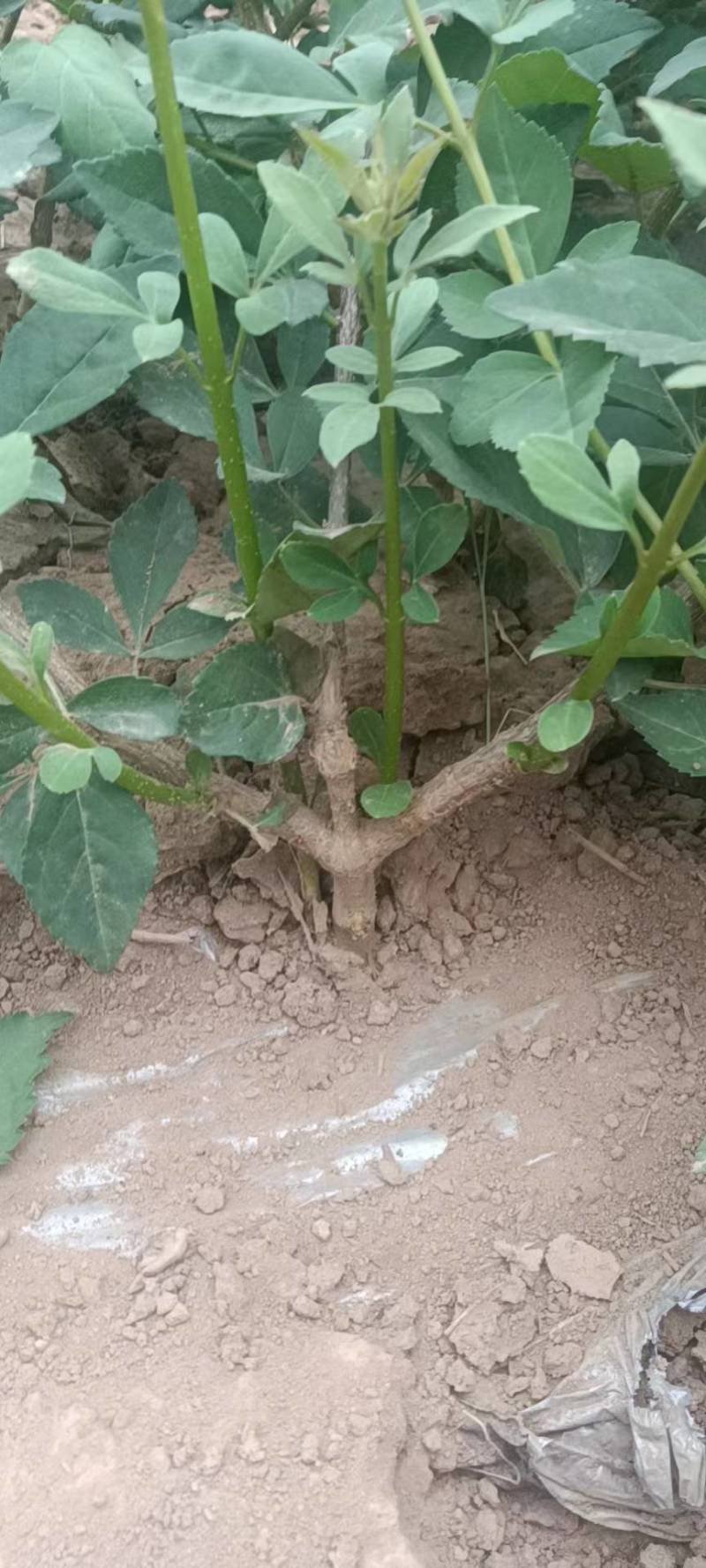 连翘苗，药用连翘苗大规格3分枝，1公分至2.3公分粗