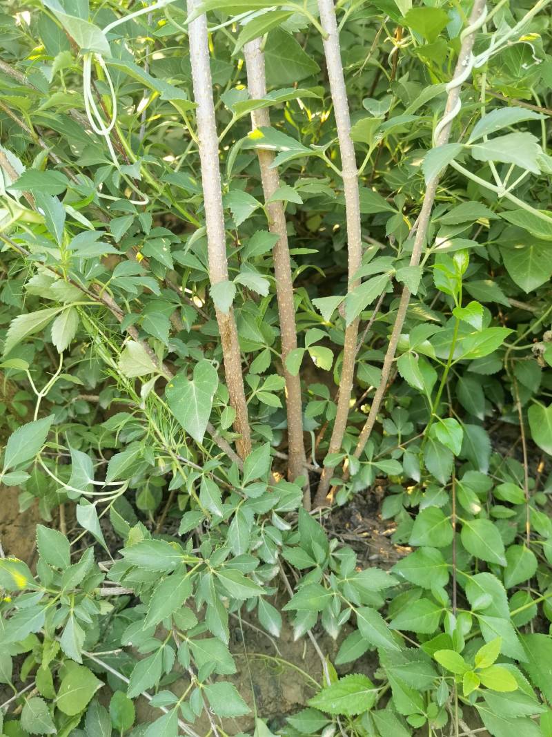 连翘苗，药用连翘苗大规格3分枝，1公分至2.3公分粗