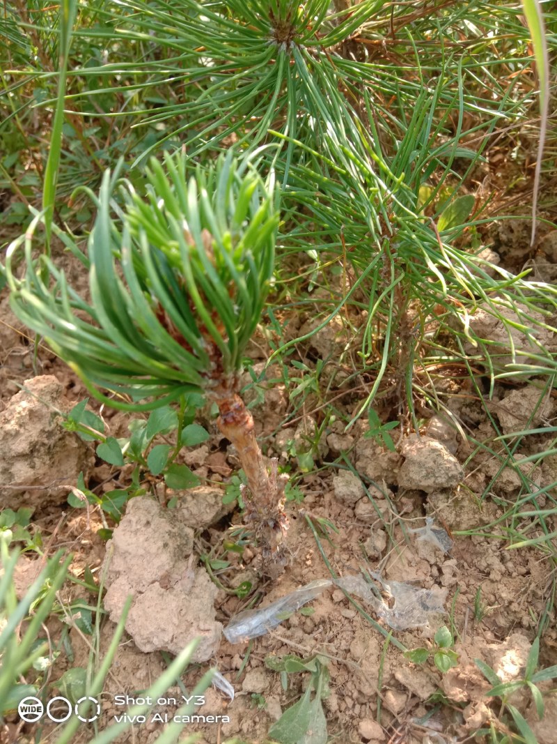 千寿丸小苗，一年嫁接，生长旺盛，黑松已处理