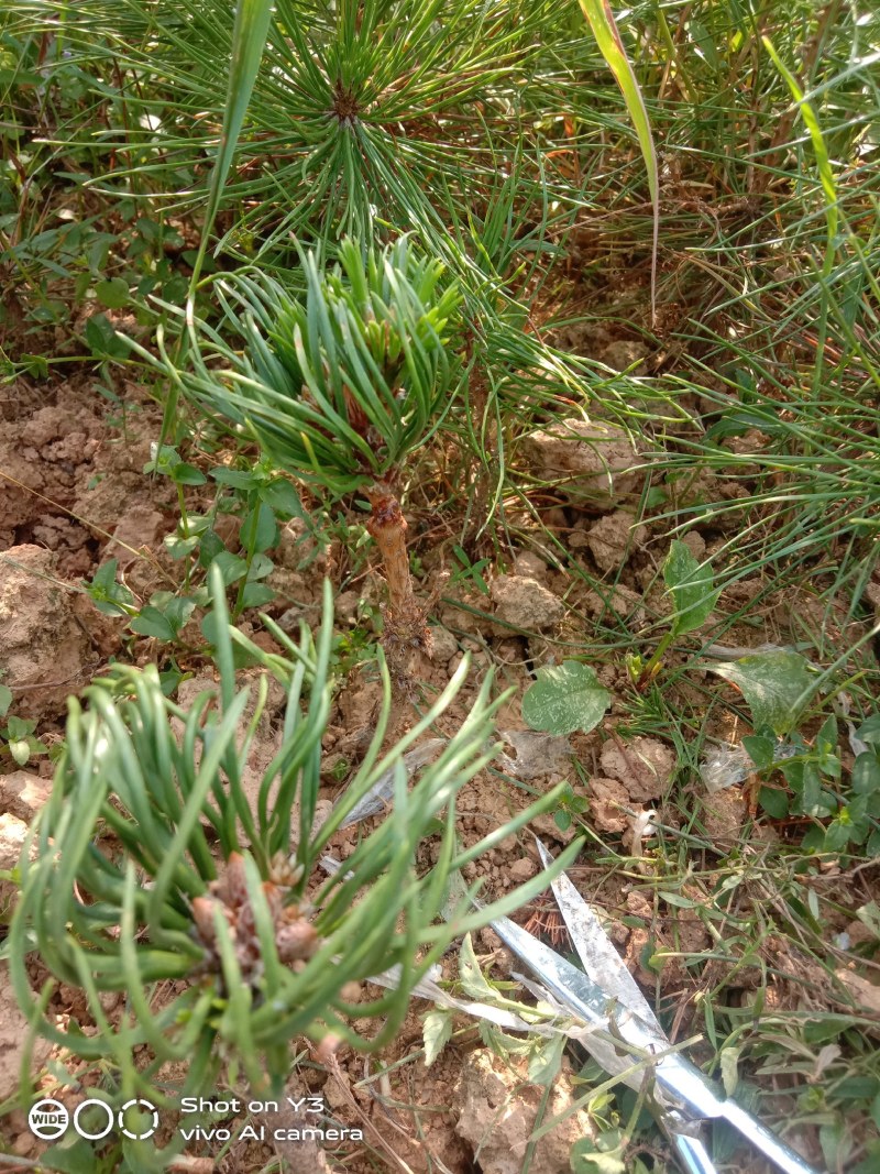 千寿丸小苗，一年嫁接，生长旺盛，黑松已处理
