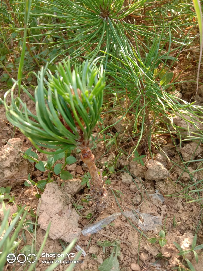 千寿丸小苗，一年嫁接，生长旺盛，黑松已处理