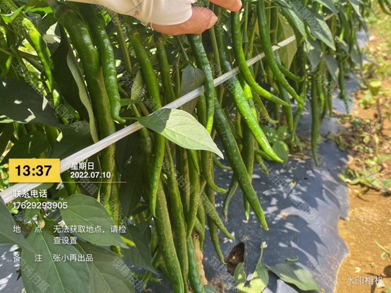 大量供应各种辣椒，8号椒3号线椒52小米椒螺丝椒