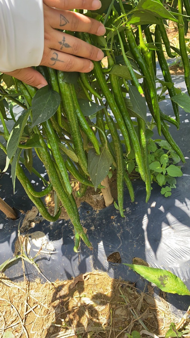 大量供应各种辣椒，8号椒3号线椒52小米椒螺丝椒