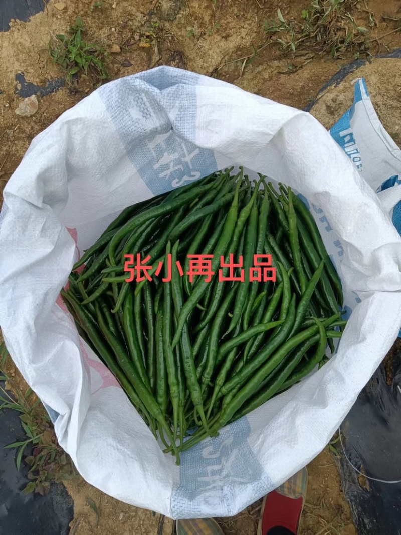 大量供应各种辣椒，8号椒3号线椒52小米椒螺丝椒