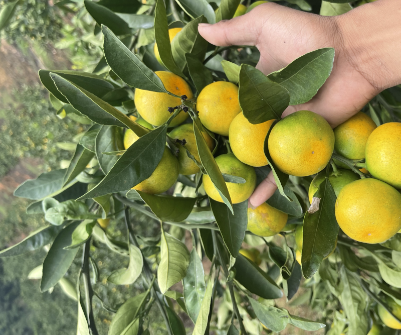 云南高原小叶橘