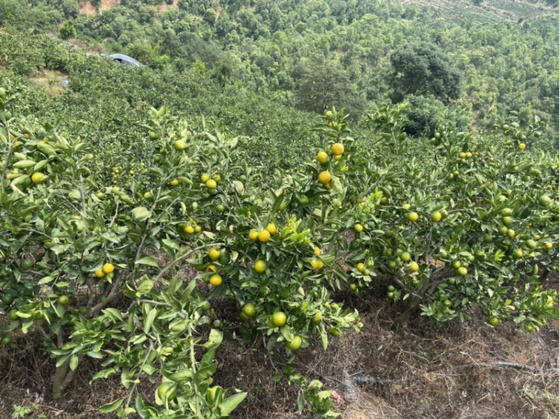 云南高原小叶橘