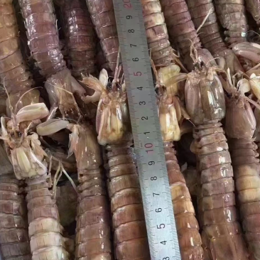 皮皮虾熟冻