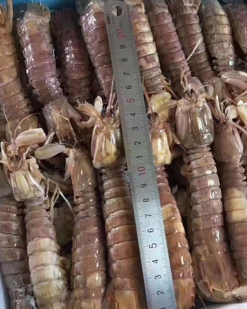 皮皮虾熟冻