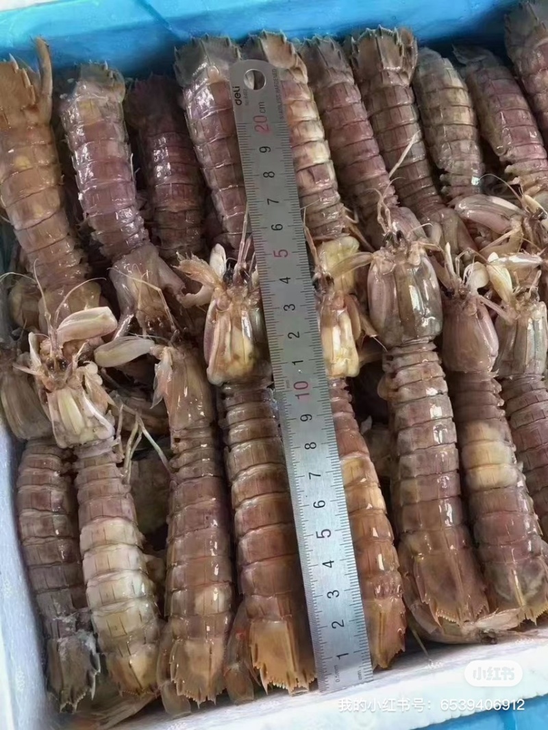 皮皮虾熟冻