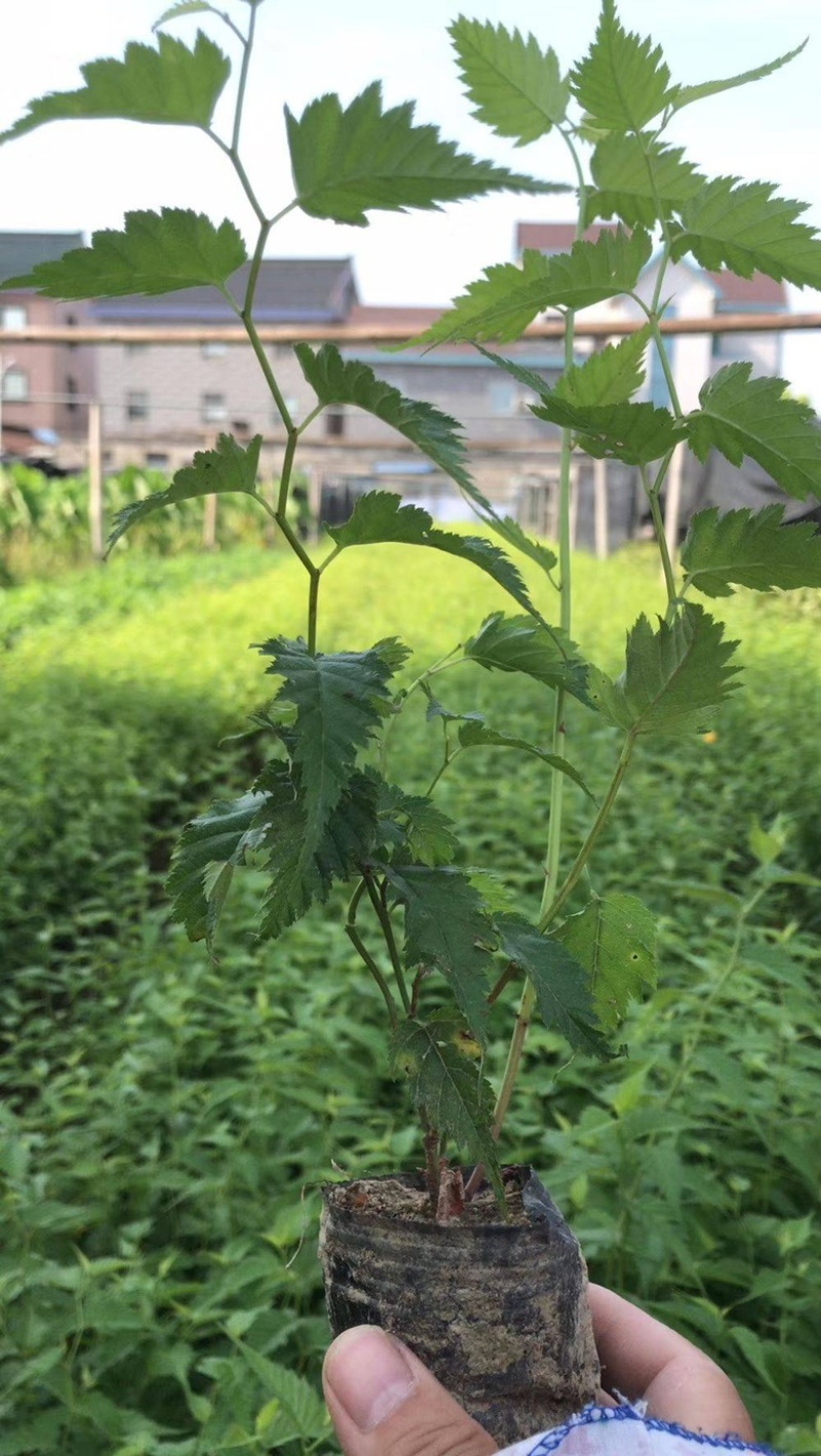 黄棣堂