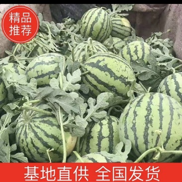 东北大西瓜甜王大量上市了，