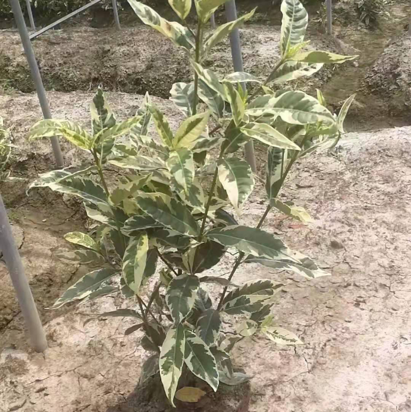 花叶栀子花