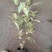 花叶栀子花