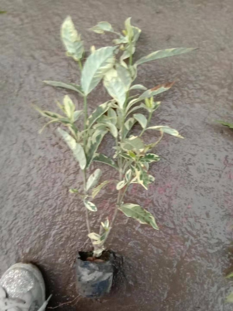花叶栀子花