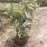 花叶栀子花