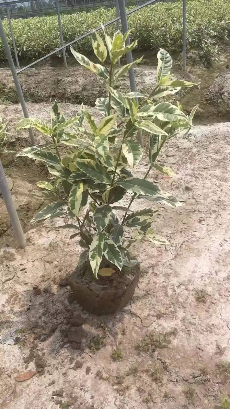 花叶栀子花