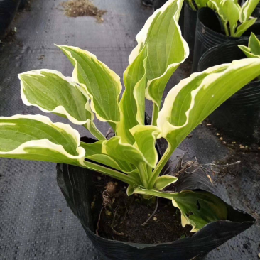 花叶玉簪