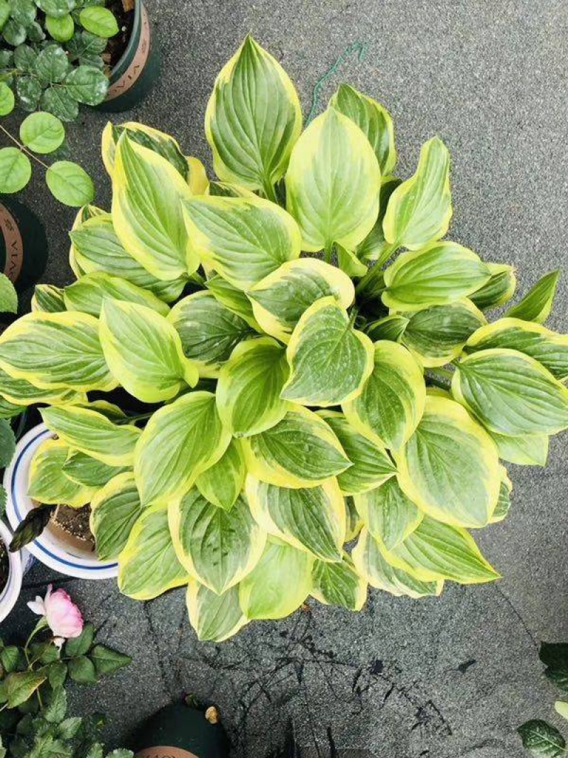 花叶玉簪